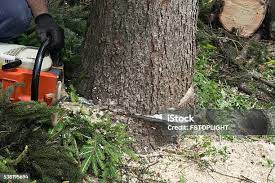 Best Storm Damage Tree Cleanup  in Cashmere, WA